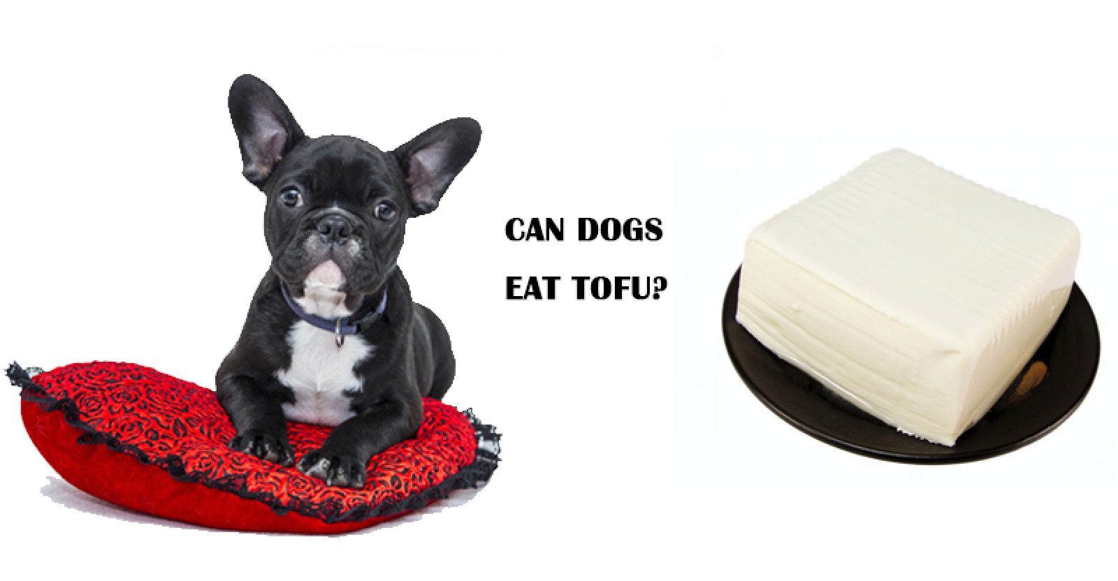Pets and Tofu Can my Dog Eat Tofu? Tofu Today